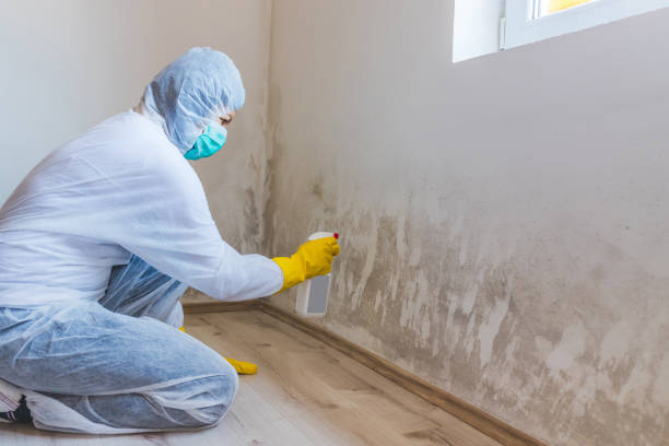 Licensed Mold Remediation service in Ivor, VA - WQB Mold Removal